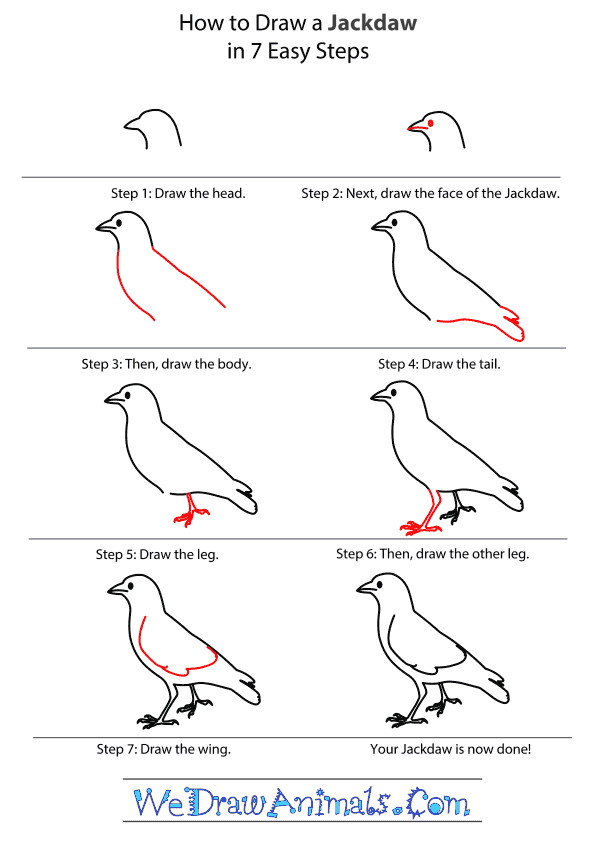 How to Draw a Jackdaw - Step-By-Step Tutorial