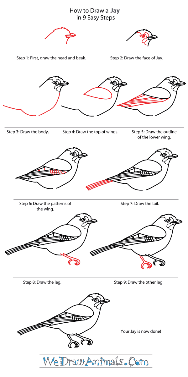 How to Draw a Jay - Step-By-Step Tutorial