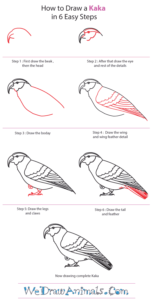 How to Draw a Kaka - Step-By-Step Tutorial