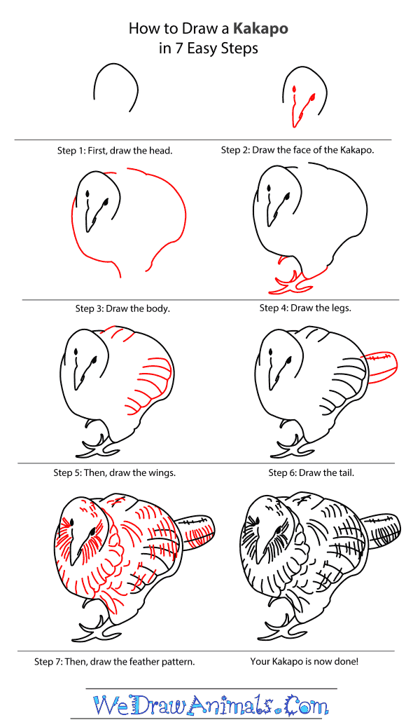 How to Draw a Kakapo - Step-By-Step Tutorial