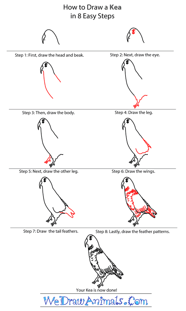 How to Draw a Kea - Step-By-Step Tutorial