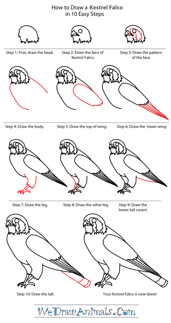 How to Draw a Kestrel - Step-By-Step Tutorial