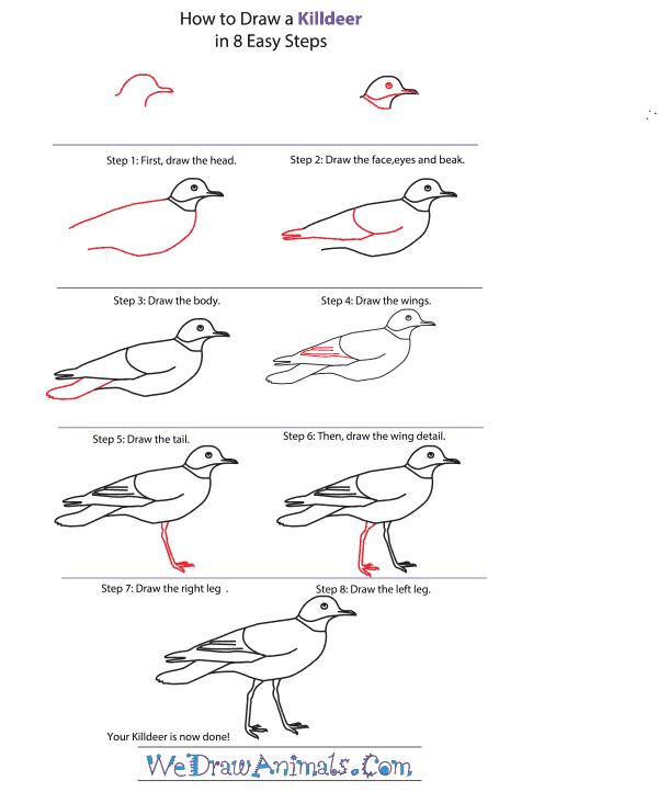 How to Draw a Killdeer - Step-By-Step Tutorial