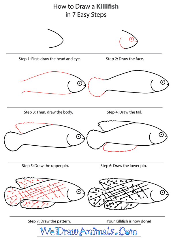 How to Draw a Killifish - Step-by-Step Tutorial