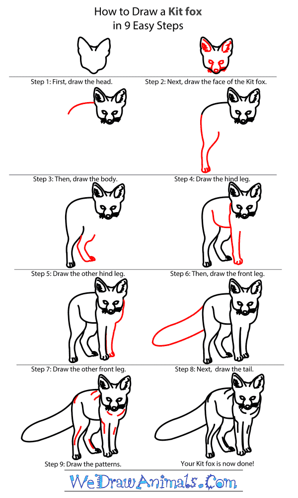 How to Draw a Kit Fox - Step-by-Step Tutorial