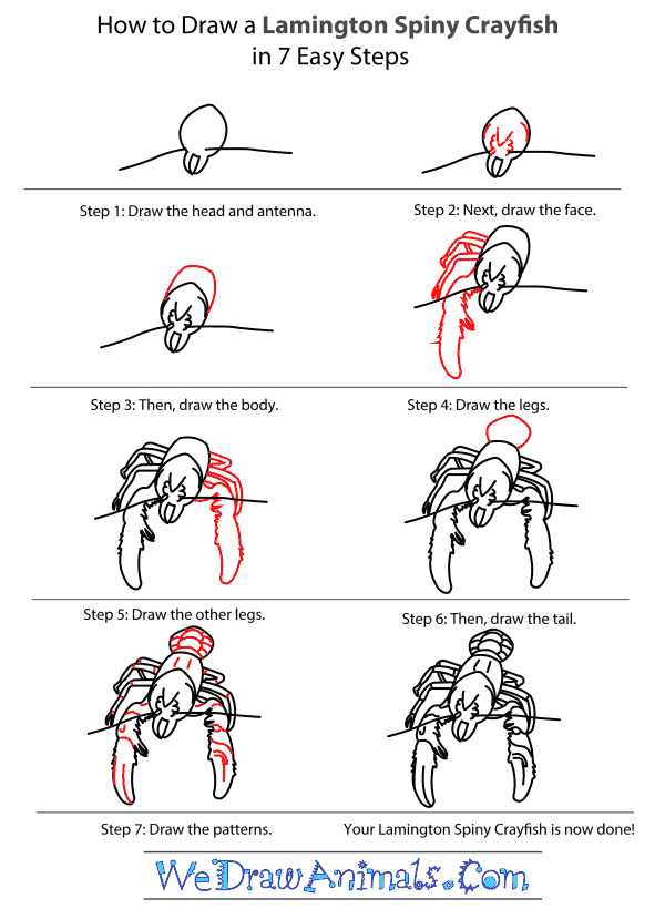 How to Draw a Lamington Spiny Crayfish - Step-by-Step Tutorial