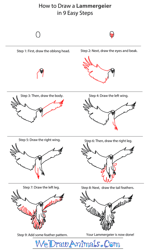How to Draw a Lammergeier - Step-By-Step Tutorial