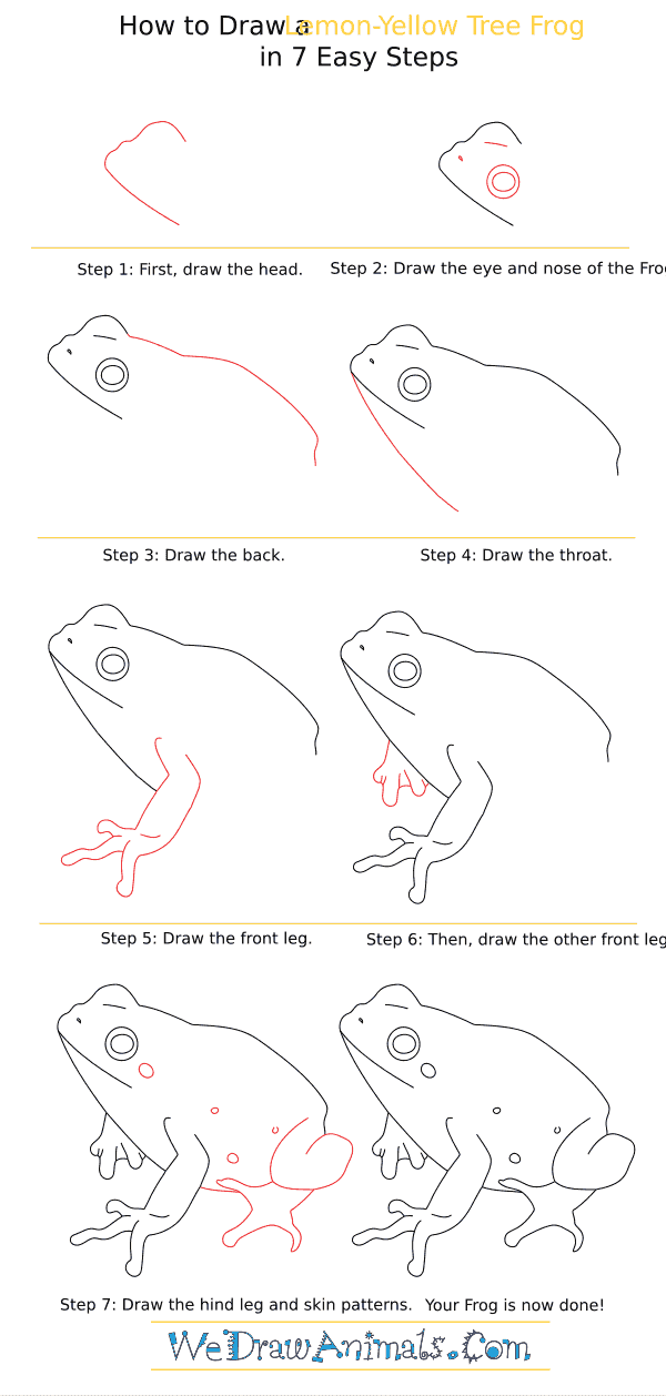 How to Draw a Lemon-Yellow Tree Frog - Step-By-Step Tutorial