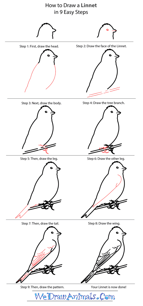 How to Draw a Linnet - Step-by-Step Tutorial
