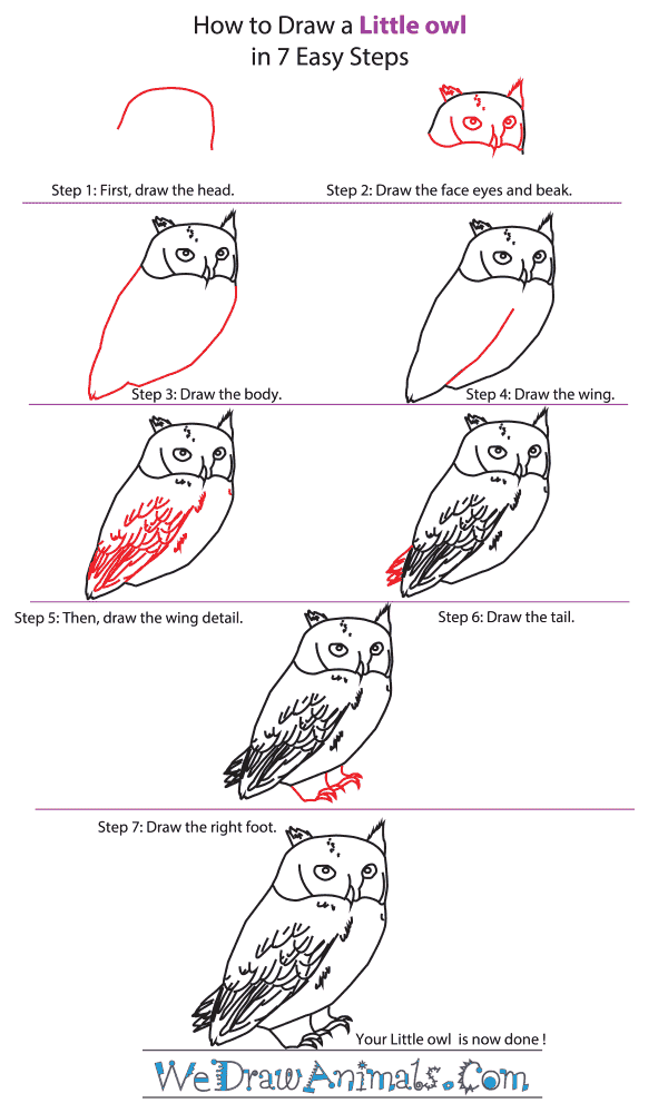 How to Draw a Little Owl - Step-By-Step Tutorial