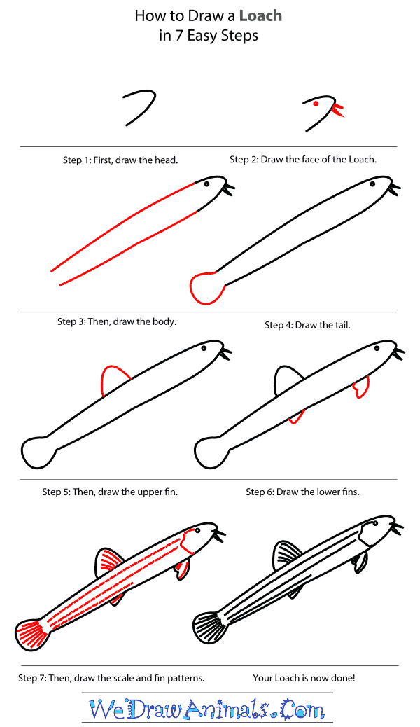 How to Draw a Loach - Step-by-Step Tutorial