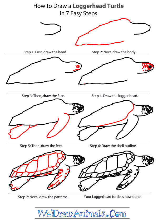 How to Draw a Loggerhead Turtle - Step-By-Step Tutorial