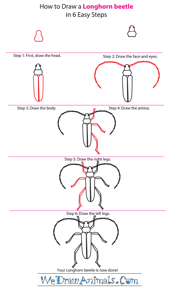 How to Draw a Longhorn Beetle - Step-by-Step Tutorial