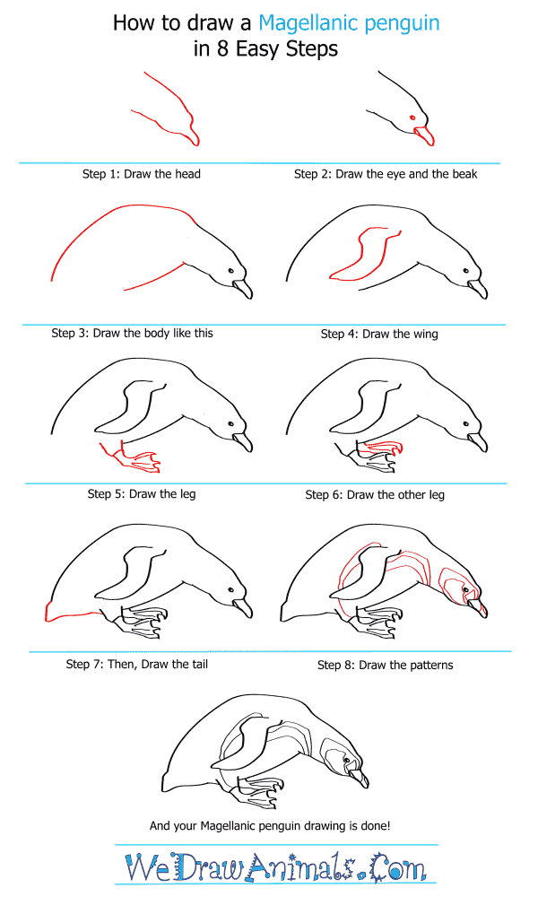 How to Draw a Magellanic Penguin - Step-by-Step Tutorial