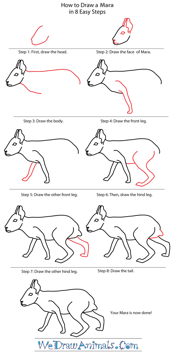 How to Draw a Mara - Step-By-Step Tutorial