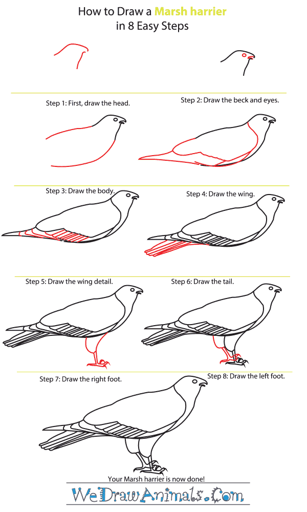 How to Draw a Marsh Harrier - Step-by-Step Tutorial