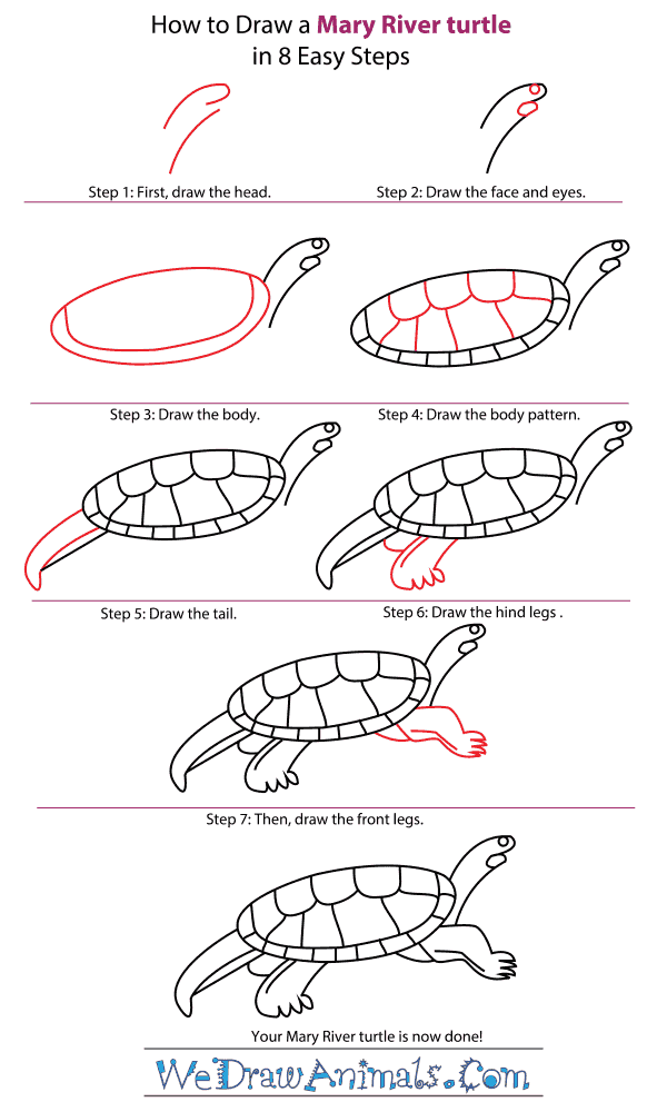 How to Draw a Mary River Turtle - Step-by-Step Tutorial