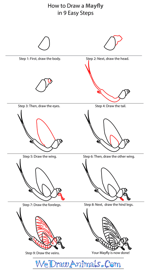 How to Draw a Mayfly - Step-By-Step Tutorial