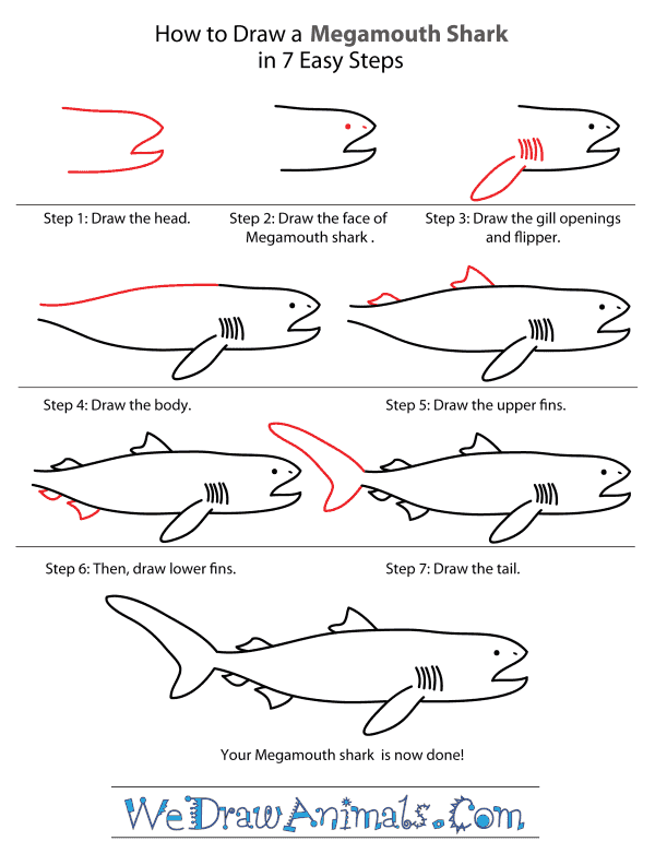 How to Draw a Megamouth Shark - Step-By-Step Tutorial