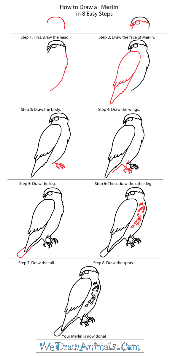 Featured image of post How To Draw A Falcon Step By Step Easy I can t believe that i don t have a tutorial on how to draw a falcon step by step