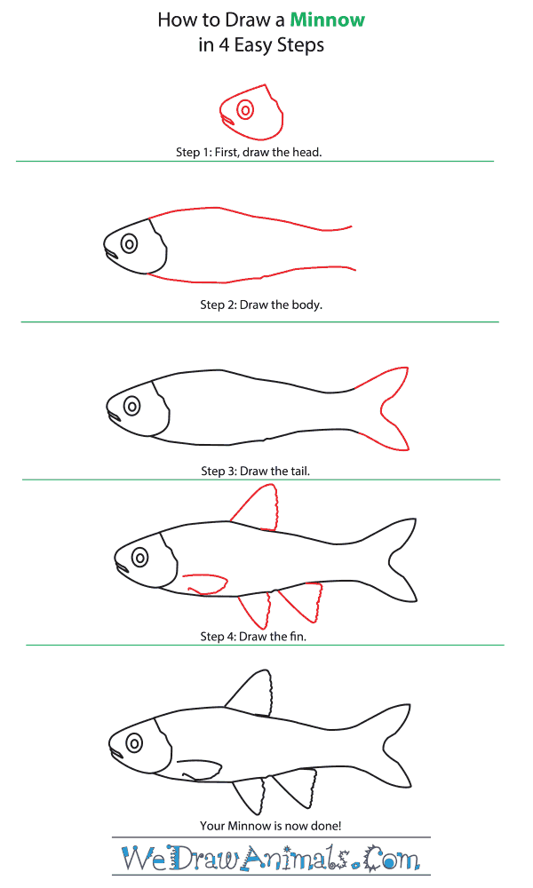 How to Draw a Minnow - Step-By-Step Tutorial