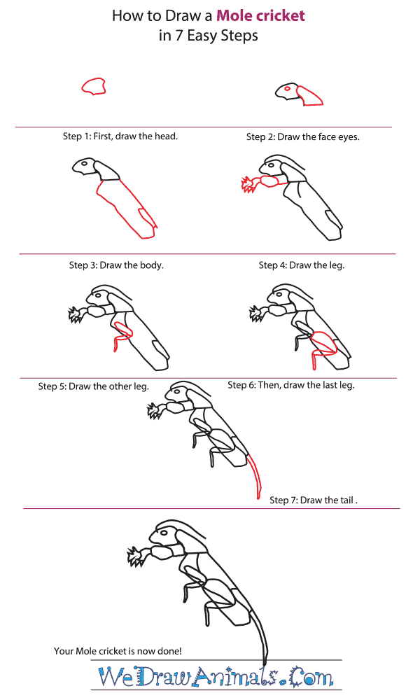 How to Draw a Mole Cricket - Step-By-Step Tutorial