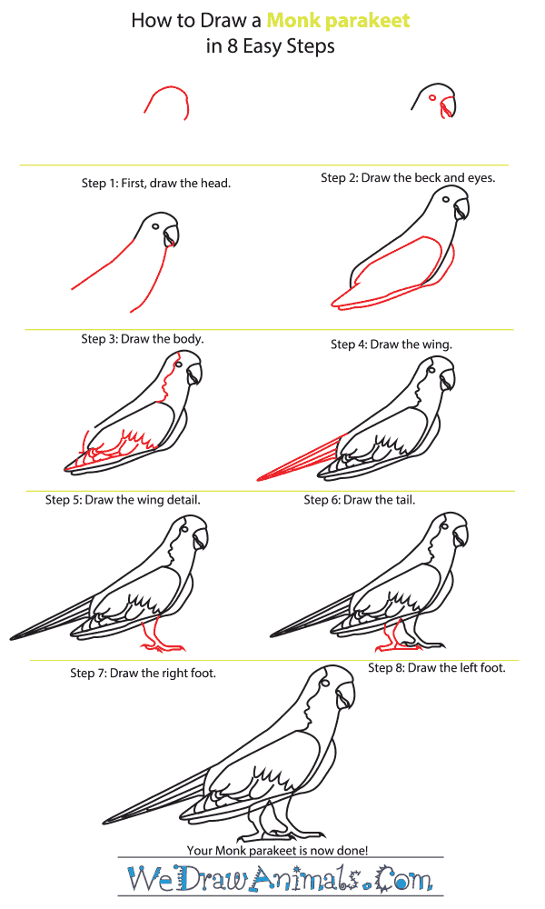 Featured image of post How To Draw A Budgie Step By Step Easy An approach to 30 second poses and 2 minute poses