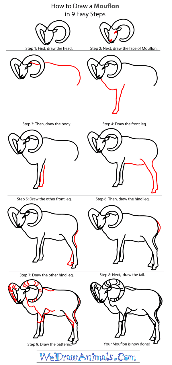 How to Draw a Mouflon - Step-by-Step Tutorial