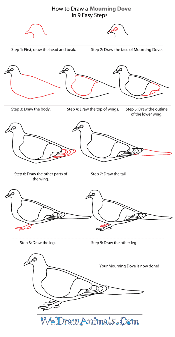 How to Draw a Mourning Dove - Step-By-Step Tutorial