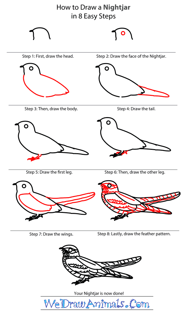 How to Draw a Nightjar - Step-By-Step Tutorial