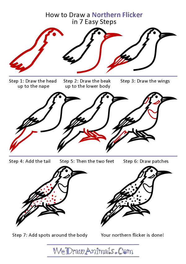 How to Draw a Northern Flicker - Step-by-Step Tutorial
