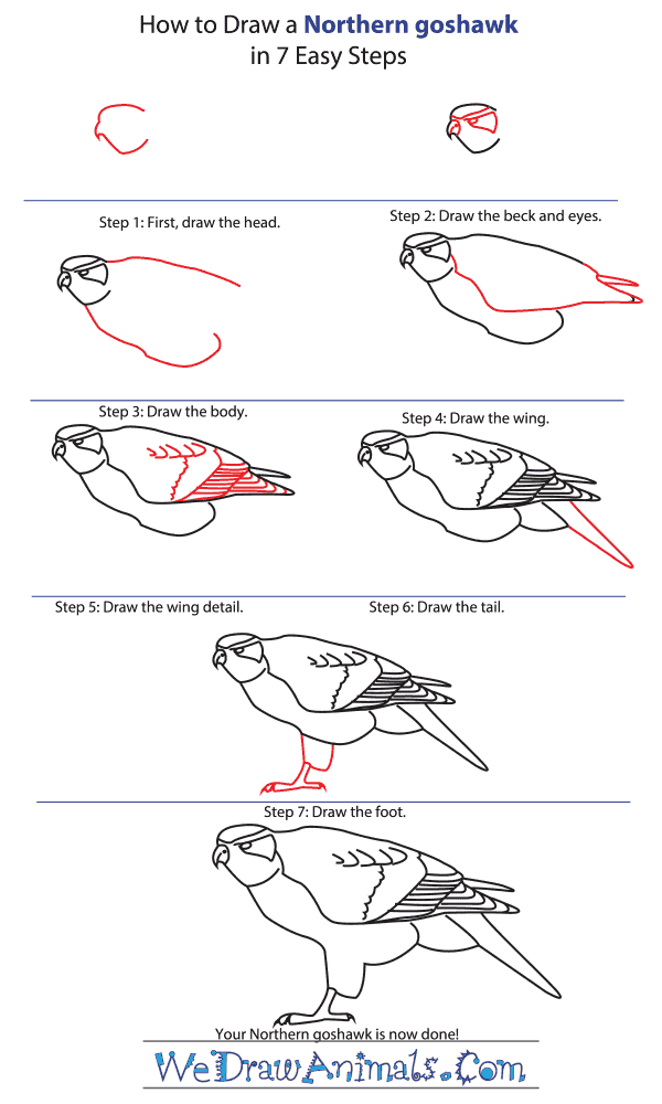 How to Draw a Northern Goshawk - Step-by-Step Tutorial