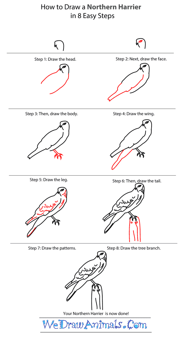 How to Draw a Northern Harrier - Step-by-Step Tutorial