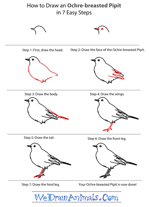 How to Draw an Ochre-Breasted Pipit - Step-By-Step Tutorial