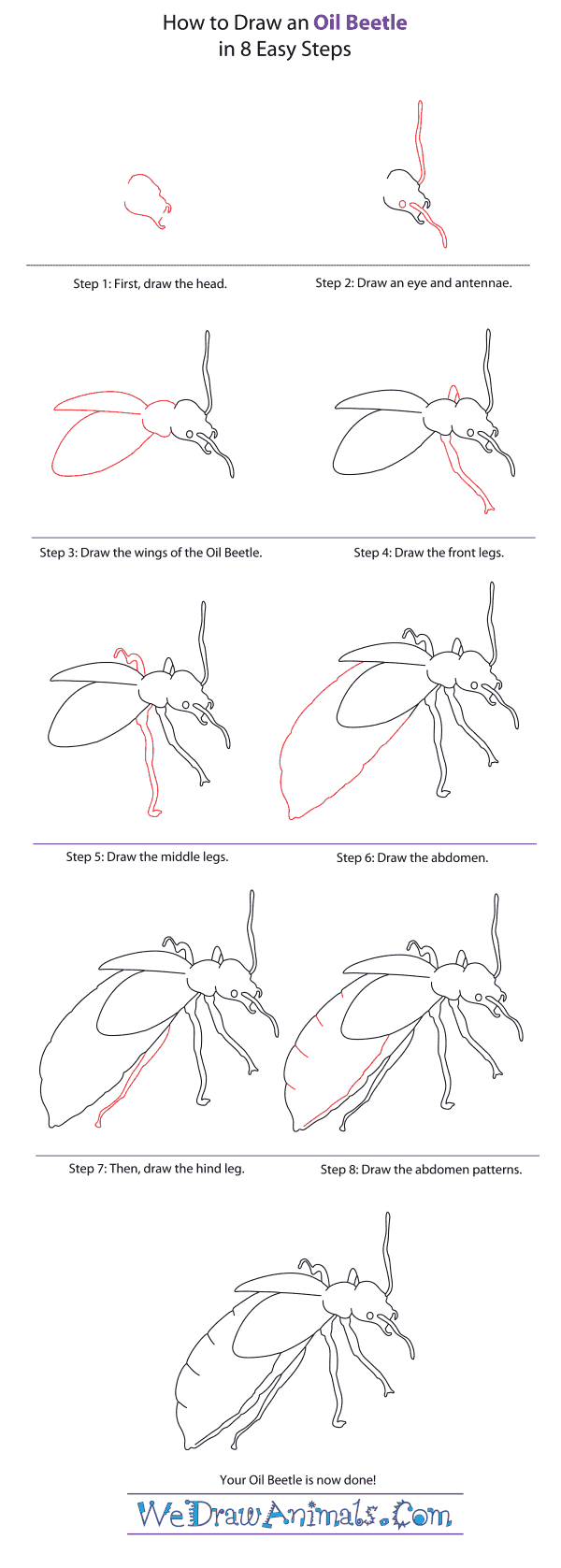 How to Draw an Oil Beetle - Step-By-Step Tutorial