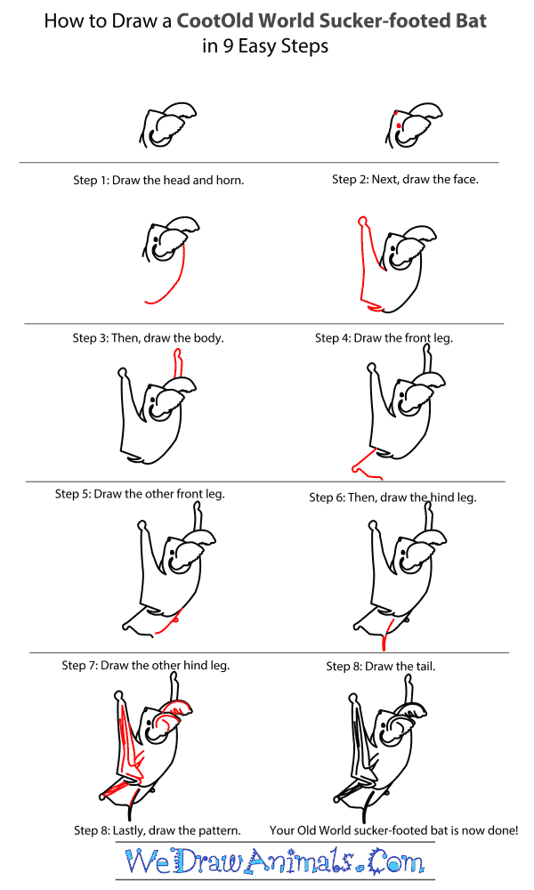 How to Draw an Old World Sucker-Footed Bat - Step-by-Step Tutorial