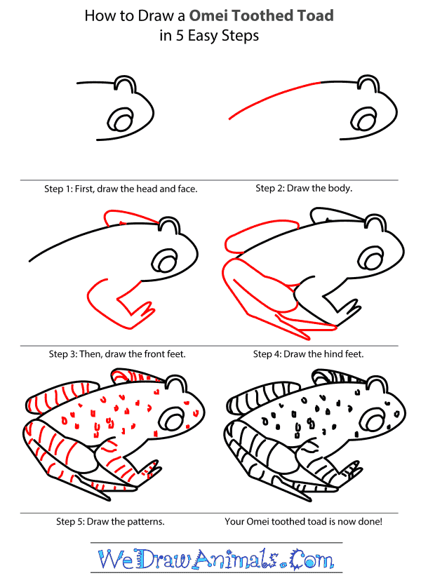 How to Draw an Omei Toothed Toad - Step-by-Step Tutorial
