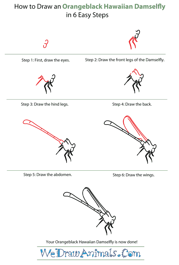 How to Draw an Orangeblack Hawaiian Damselfly - Step-By-Step Tutorial