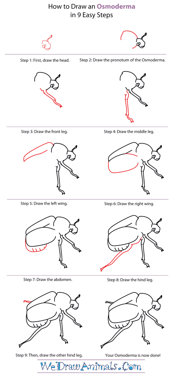 How to Draw an Osmoderma - Step-By-Step Tutorial