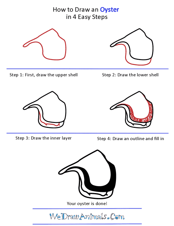 How to Draw an Oyster - Step-By-Step Tutorial