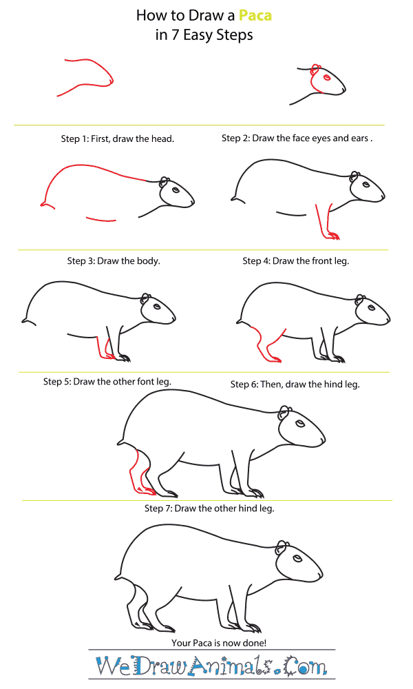 How to Draw a Paca - Step-by-Step Tutorial