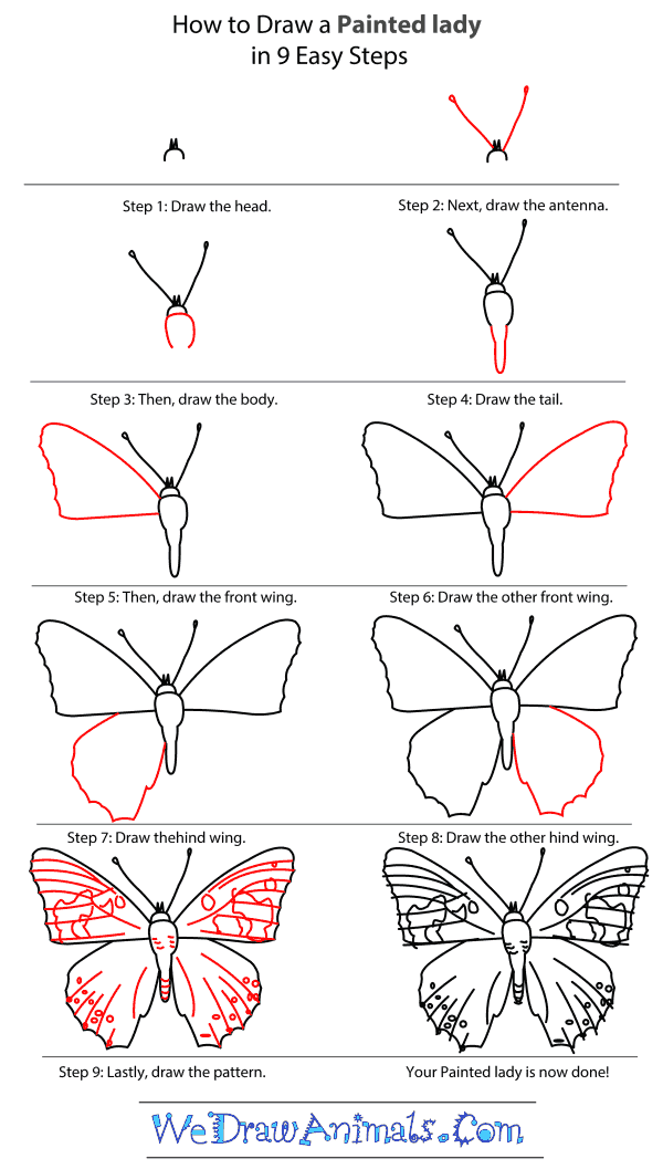 How to Draw a Painted Lady - Step-by-Step Tutorial