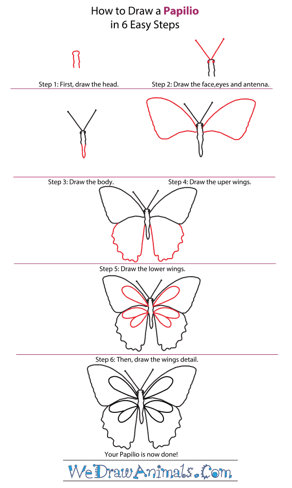 How to Draw a Papilio - Step-by-Step Tutorial