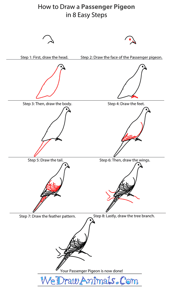 How to Draw a Passenger Pigeon - Step-By-Step Tutorial