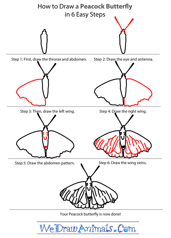 How to Draw a Peacock Butterfly - Step-by-Step Tutorial