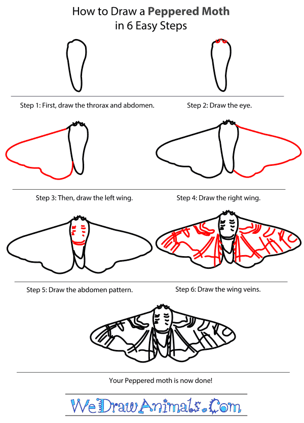 How to Draw a Peppered Moth - Step-by-Step Tutorial