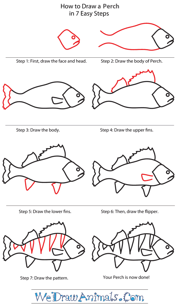 How to Draw a Perch - Step-By-Step Tutorial
