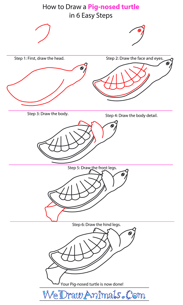 How to Draw a Pig-Nosed Turtle - Step-by-Step Tutorial