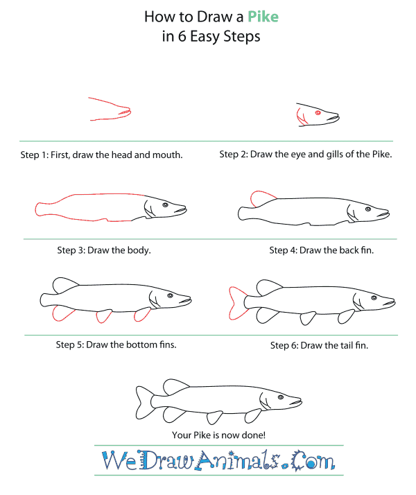 How to Draw a Pike - Step-By-Step Tutorial