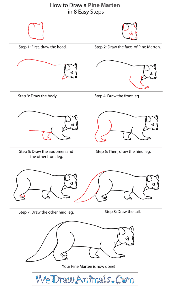 How to Draw a Pine Marten - Step-By-Step Tutorial